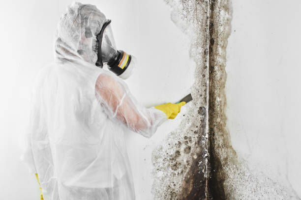 Best Crawl Space Mold Removal  in Homeland Park, SC