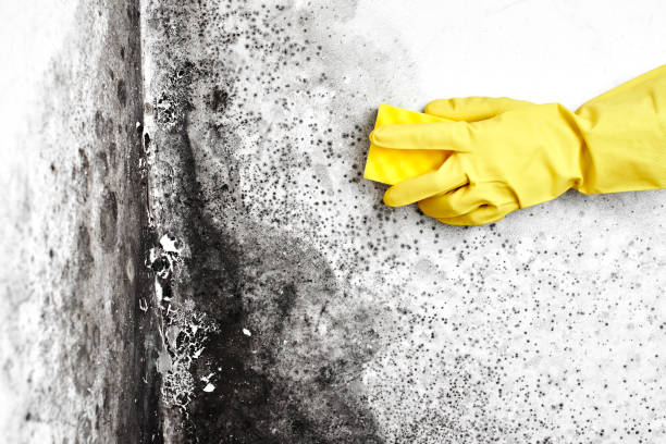 Attic Mold Removal in Homeland Park, SC