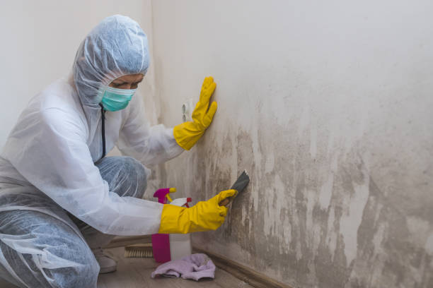 Mold Testing and Removal in Homeland Park, SC