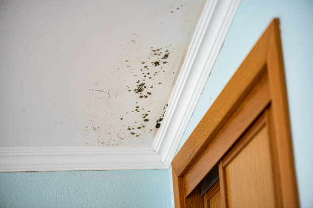 Best Mold Removal Process  in Homeland Park, SC