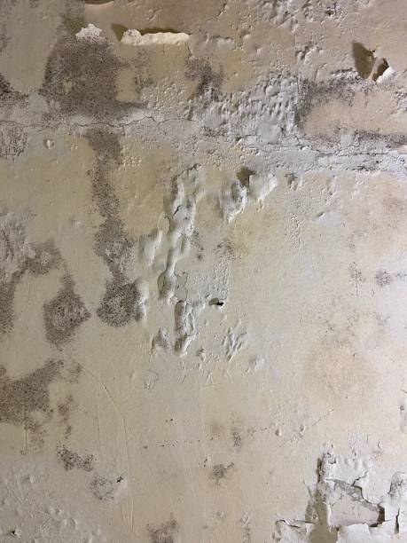 Best Fast Mold Removal  in Homeland Park, SC