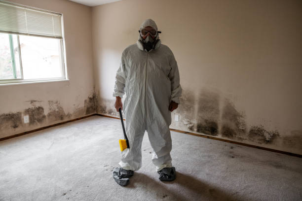 Professional Mold Removal in Homeland Park, SC