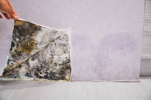 Best Office Mold Removal Services  in Homeland Park, SC